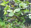 Aronia-melanocarpa-nero-de-4-ani