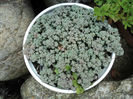 sedum acre