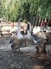 In familie