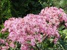 Eupatorium (cu muulte albine!)