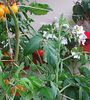 Nuovo_1_Photo9105