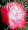 Nuovo_1_Photo9120