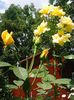 Nuovo_1_Photo9124