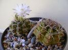 Gymnocalycium damsii v. tucavocense, 2 ex.