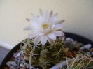 Gymnocalycium damsii v. tucavocense