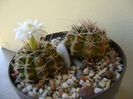 Gymnocalycium damsii v. tucavocense