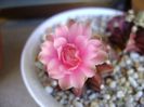 Gymnocalycium friedrichii, 2 ex.