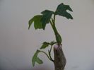 Cissus tuberosa