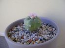 Lophophora williamsii v. jourdaniana