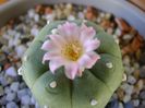 Lophophora williamsii v. jourdaniana