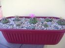 Grup de 7 Turbinicarpus