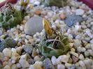 Grup de 7 Turbinicarpus