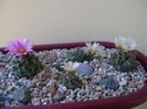 Grup de 7 Turbinicarpus