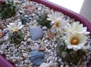 Grup de 7 Turbinicarpus