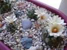 Grup de 7 Turbinicarpus