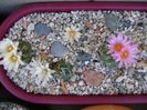 Grup de 7 Turbinicarpus