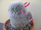 Mammillaria bocasana cv. multilanata