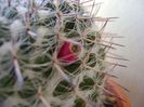 Mammillaria formosa ssp. chionocephala