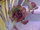 Aeonium arboreum v. atropurpureum Schwarzkopf