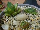 Grup de 3 agave