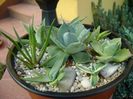 Grup de 8 lastari de agave