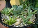 Grup de 8 lastari de agave