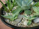 Grup de 8 lastari de agave