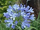 250px-Agapanthus_africanus