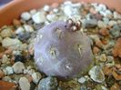 Tephrocactus geometricus