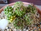 Mammillaria polythele cv. Stachellos & Mammillaria polythele ssp. obconella