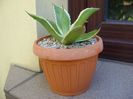 Agave mitis multicolor