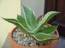 Agave mitis multicolor