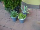Grup de 3 agave mari
