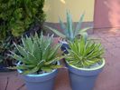 Grup de 3 agave mari