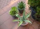 Grup de 3 agave mari