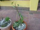 Ficus carica (smochin)