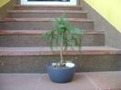 Araucaria cunninghamii v. glauca