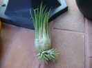 Tillandsia ionantha rubra, lastari