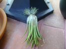 Tillandsia ionantha rubra, lastari