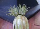 Tillandsia ionantha rubra, lastari