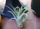 Tillandsia albida
