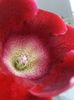 gloxinia corina