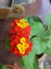 Pui Lantana camara