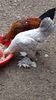 IMG-20180823-WA0055