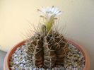 Gymnocalycium mihanovichii