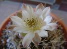 Gymnocalycium mihanovichii