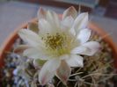 Gymnocalycium mihanovichii