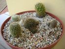 Grup de 5 cactusi