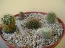 Grup de 5 cactusi