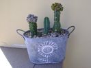 Grup de 3 cactusi